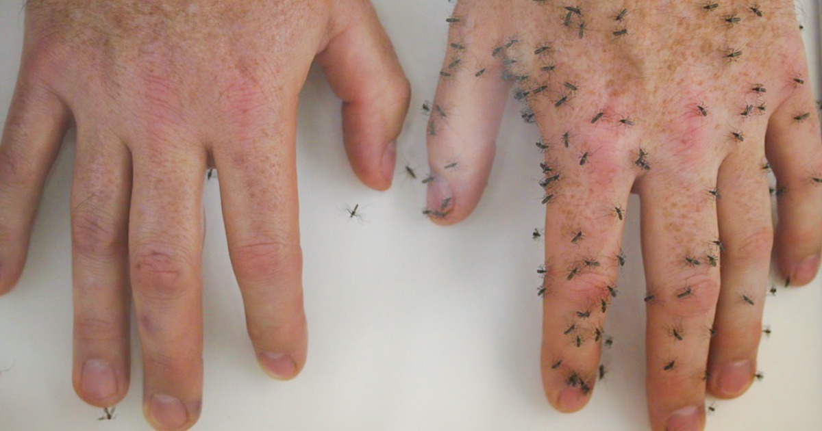 6 Cara Alami Menghindari Nyamuk dari Tubuh Anda 1