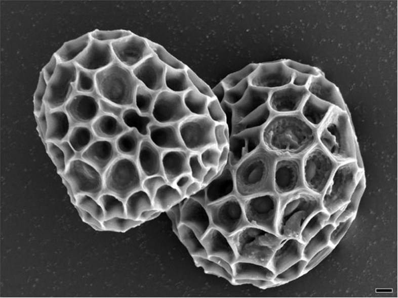 Trypophobia: Är Cluster Of Tiny Holes att krypa dig ut? 6