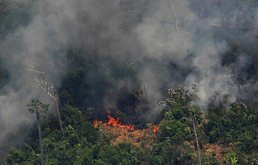 Incendies en Amazonie: Tim Cook annonce qu ’Apple va faire un don