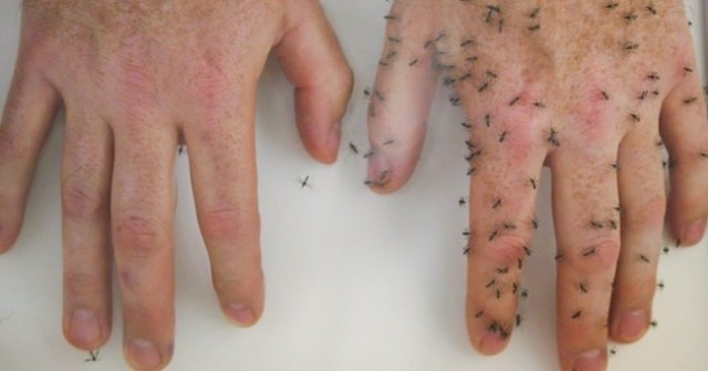 6 naturliga sätt att undvika mygg från din kropp 2
