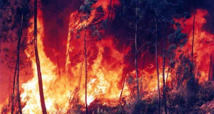 Amazon terbakar! Awan asap sudah terlihat dari luar angkasa