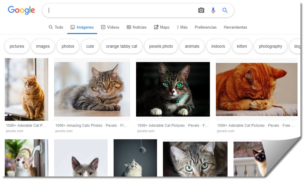 🥇 Cara mencari gambar tanpa hak cipta di Google