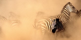 DeepMind menggunakan AI untuk foto Serengeti (Sumber: DeepMind / Reproduksi)