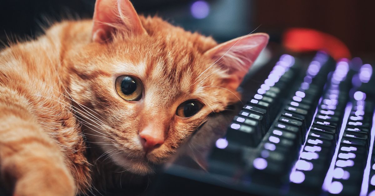 Kucing kucing masuk Twitch streamer PC, membuatnya terbawa angin 2