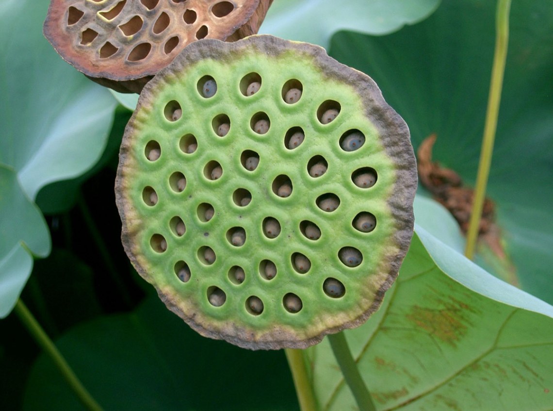 Trypophobia: Apakah Cluster Of Tiny Holes Creep You Out? 2