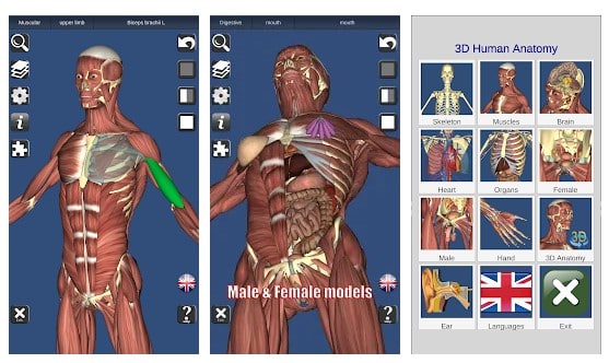 3D-ben och organ