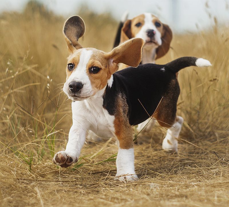 mengadopsi game beagle