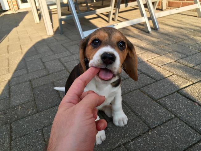 mengadopsi beagle tender