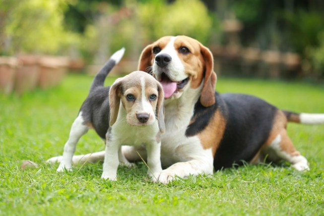 mengadopsi anjing beagle