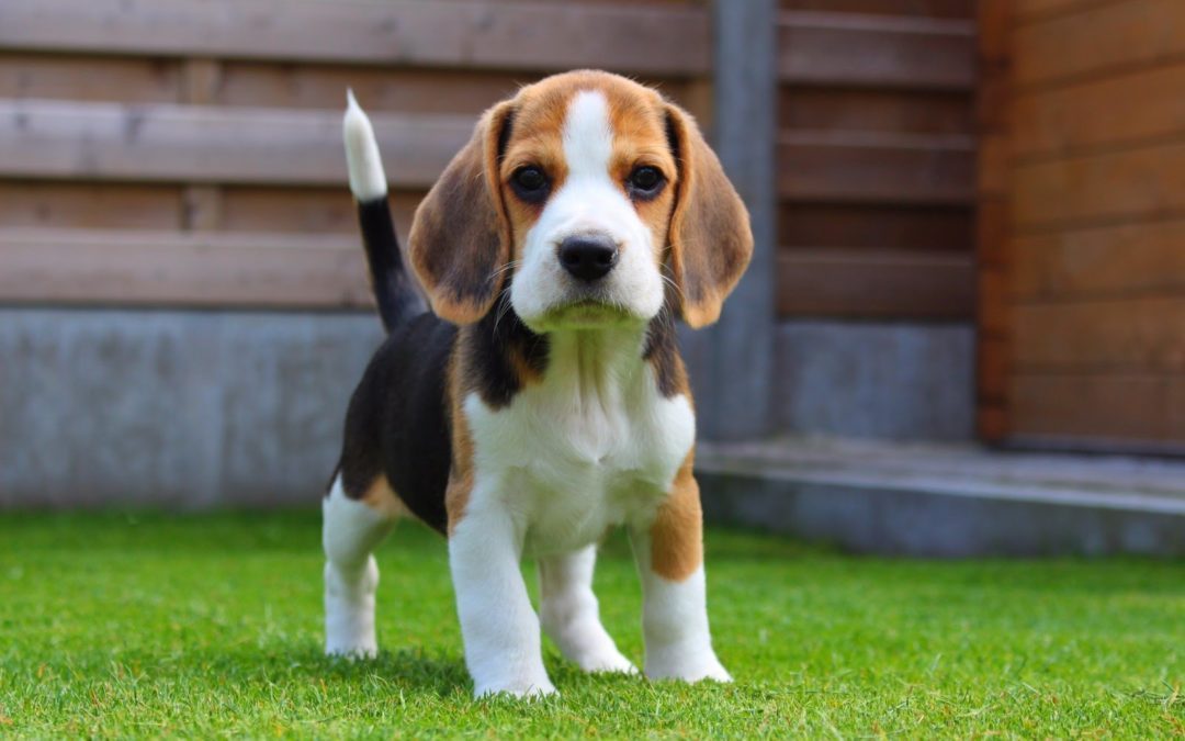 Berani mengadopsi Beagle, pasangan ideal Anda 2