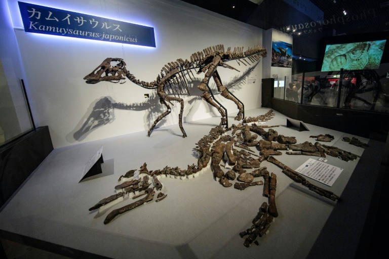 Ilmuwan Jepang menemukan spesies dinosaurus baru 1