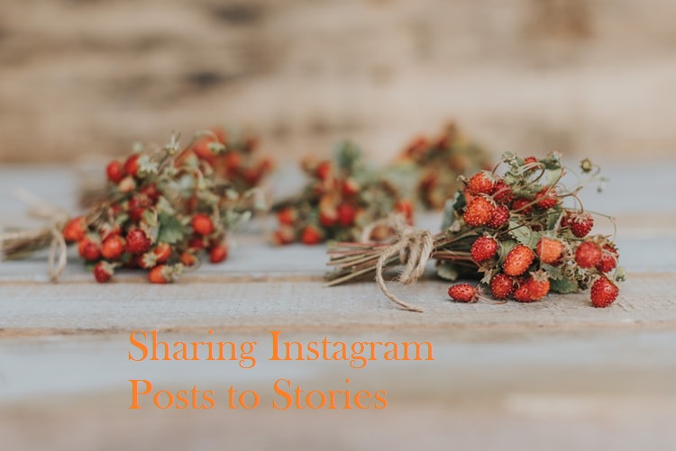 Bagaimana Cara Berbagi Instagram Posting ke Kisah [With Visual Instructions]