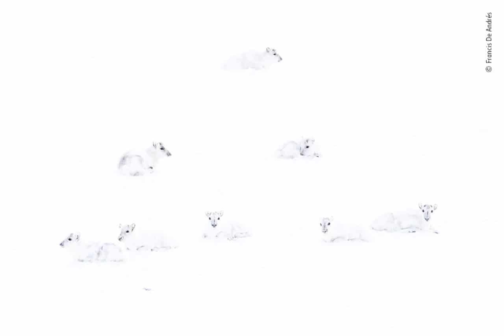 Det finns sju djur i bilden, men det är svårt att skilja arter eftersom de alla är mycket vita och de befinner sig i en helt snövit miljö.