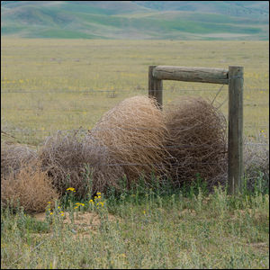 Tumbleweeds tertangkap di pagar di Amerika Barat.