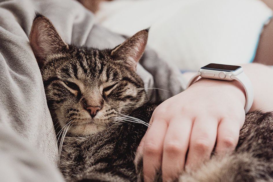 AppleAplikasi Tidur baru dengan pelacakan tidur untuk Apple Watch pengguna terlihat bocor