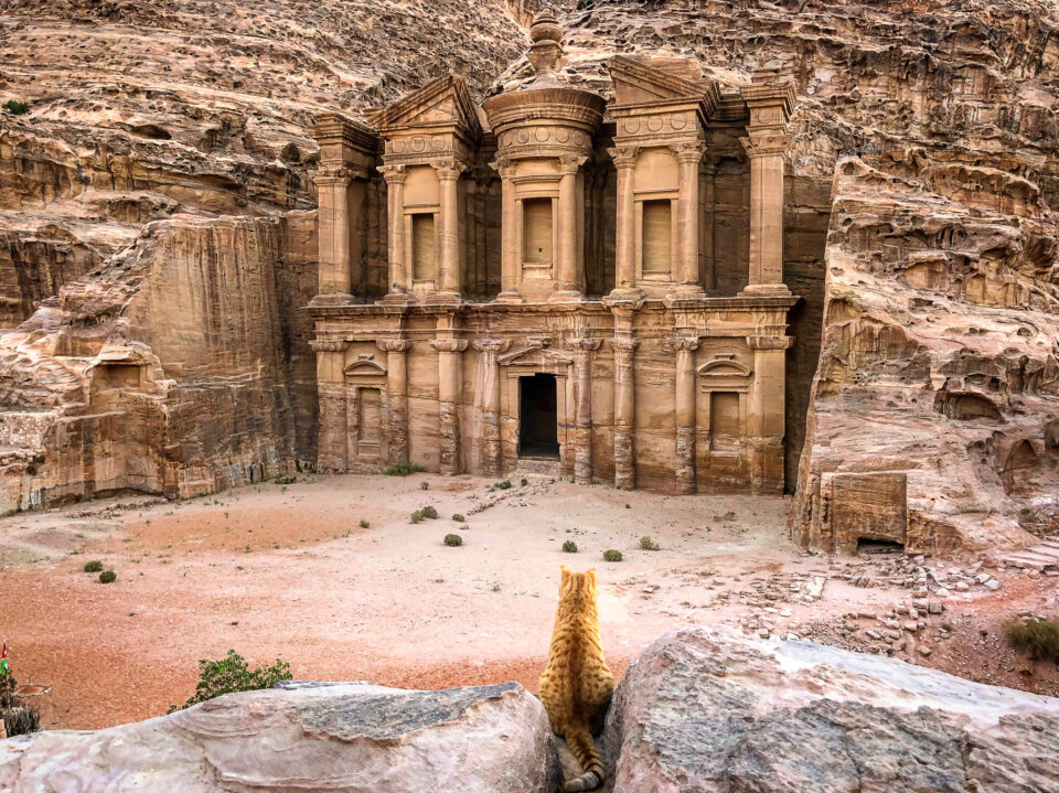 Hình ảnh của một con mèo nhìn vào tu viện ở Petra, Jordan