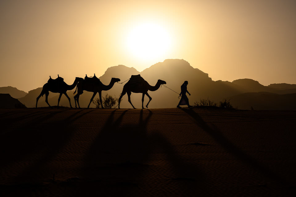 Lạc đà ở sa mạc Wadi Rum, Jordan