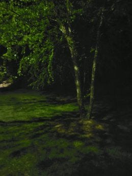 Ảnh chụp một cái cây vào ban đêm được chụp bằng ZTE Axon 20 5G "Chế độ ban đêm"