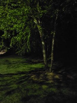 Ảnh chụp một cái cây vào ban đêm được chụp bởi ZTE Axon 20 5G