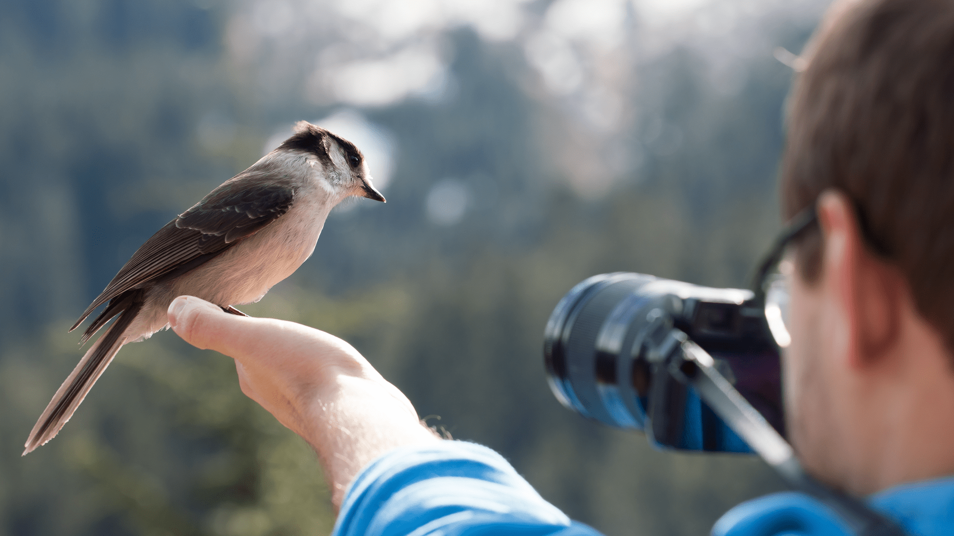 Den här appen lyssnar på fåglar som kvittrar och berättar vad de är