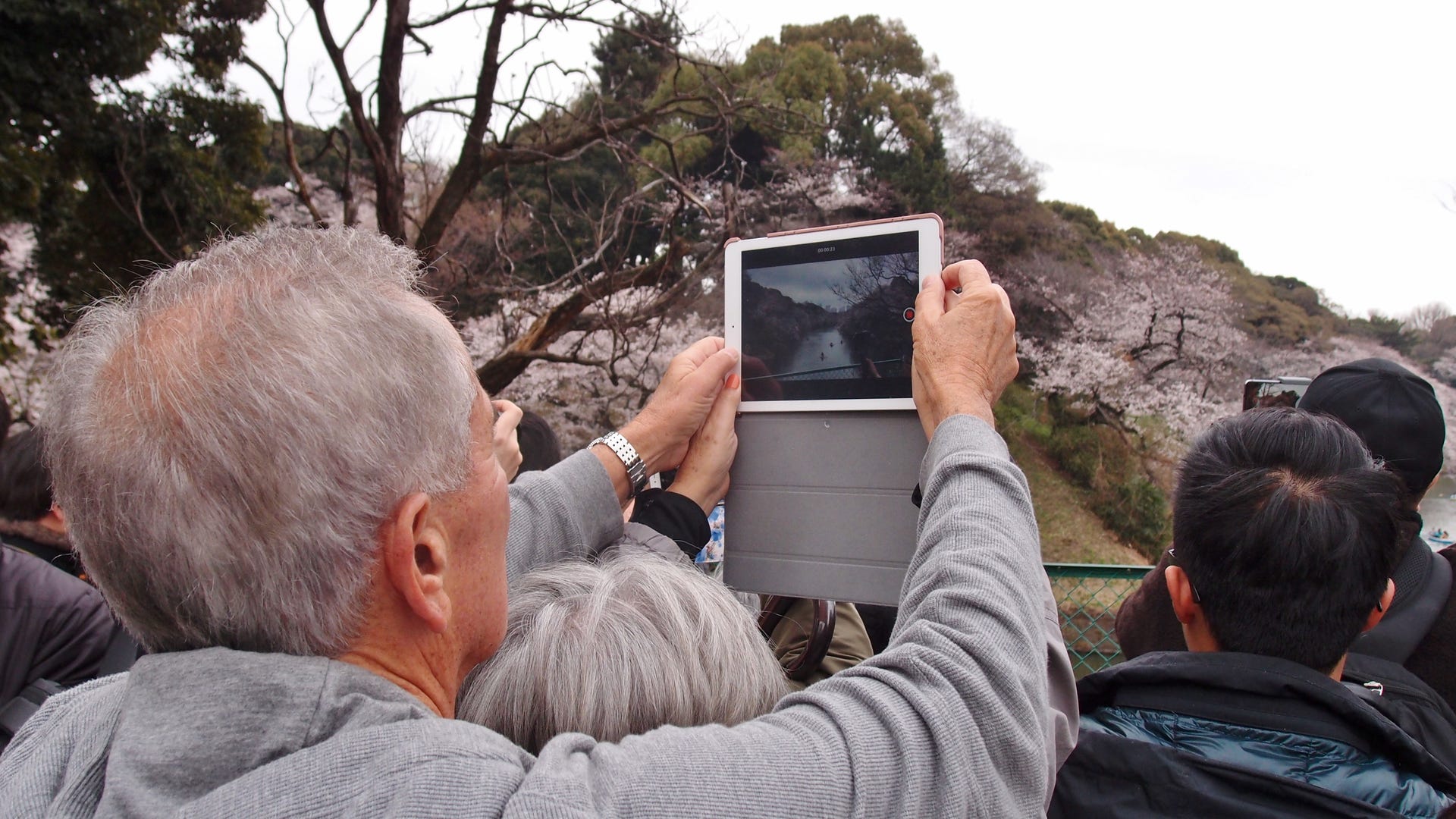 Một người đàn ông chụp ảnh hoa anh đào bằng iPad của mình