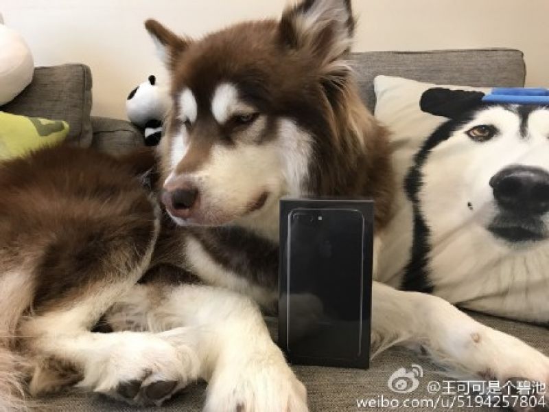 con chó sở hữu iphone 7