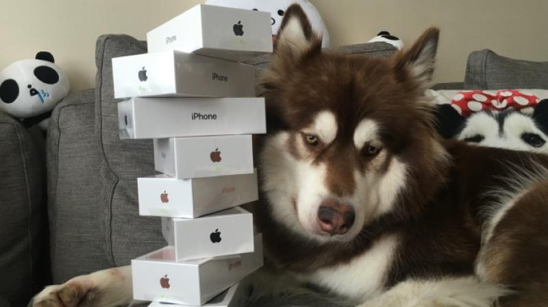 Miljardärens son ger sin hund åtta iPhone 7-telefoner