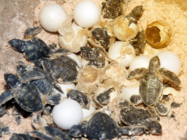Trứng rùa biển 1