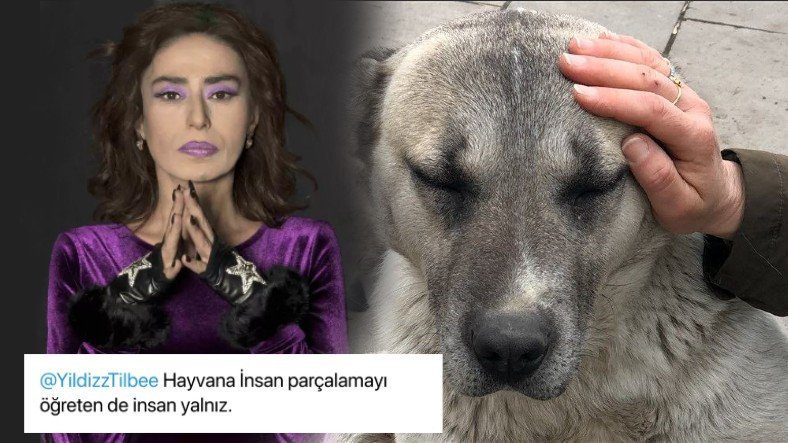 Tuyên bố của Yıldız Tilbe về động vật đi lạc bị phản ứng
