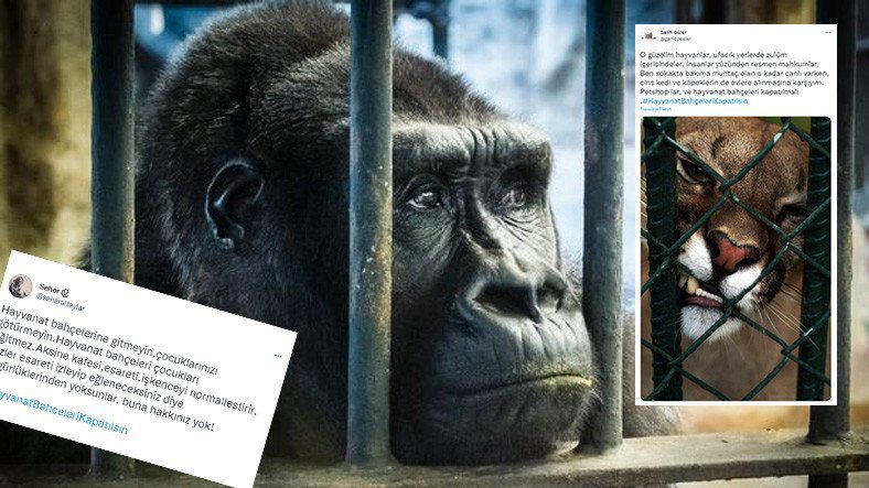 Phản ứng trên mạng xã hội đối với video Zoo