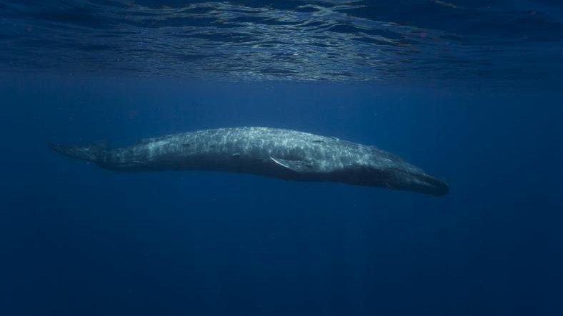 Các loài cá voi lớn thứ hai được phát hiện ở Adana [Video]