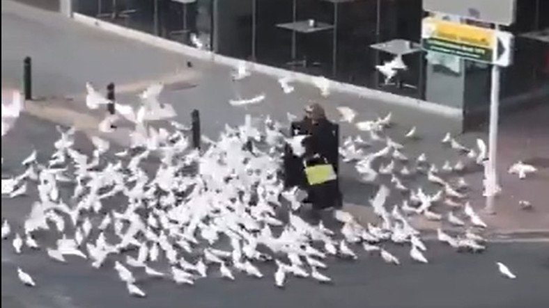 Viral video về chim bồ câu chết đói