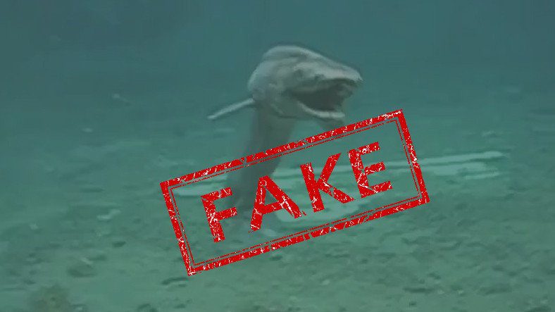 Video "Cá Mập 80 Triệu Tuổi" Không Có Thật!