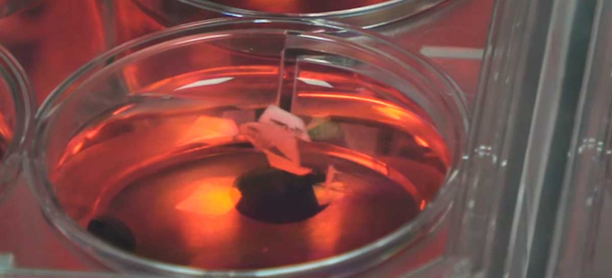 Cientistas criam peixe ciborgue com músculos feitos a partir de células de coração humano