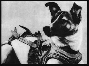 Laika con chó không gian sputnik 2 © Liên Xô / DR