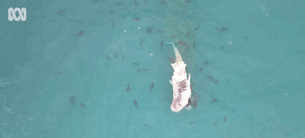 Drone mostra baleias sendo devoradas por centenas de tubarões