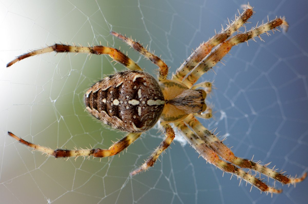 con nhện © Pixabay