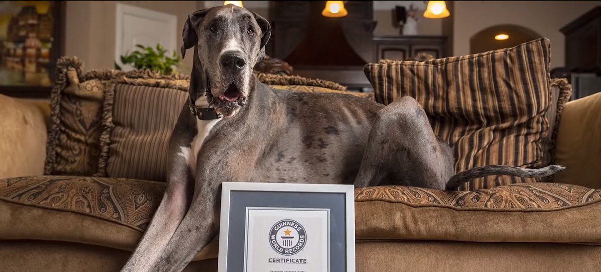 O Grande Dogue Alemão em vídeo: conheça o cachorro mais alto do mundo