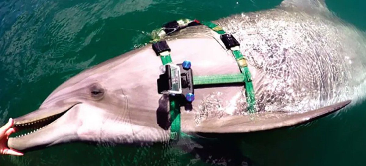 Veja golfinho caçando com GoPro fixada no corpo