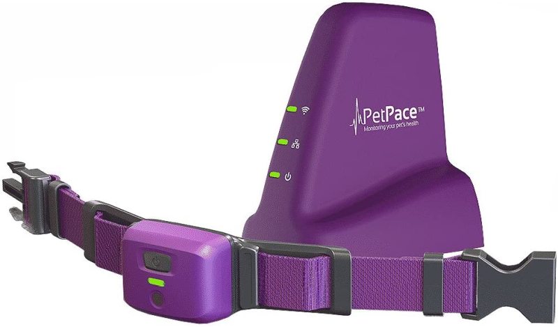 Vòng cổ thông minh PetPace với tính năng giám sát Pet Plus 12 tháng