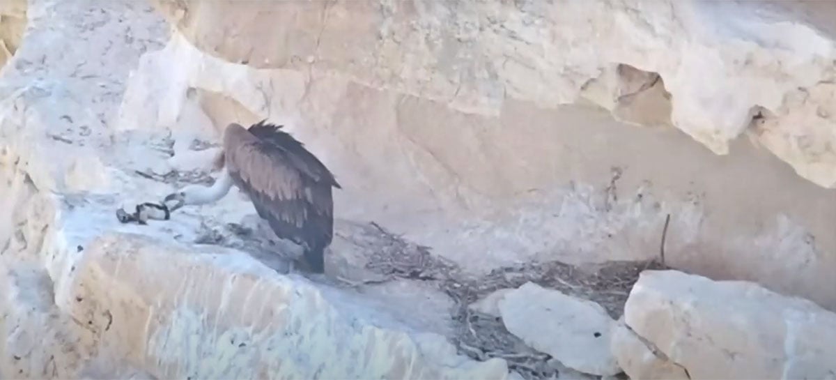 Drone imita mãe de espécie rara de abutre para entregar comida a ele