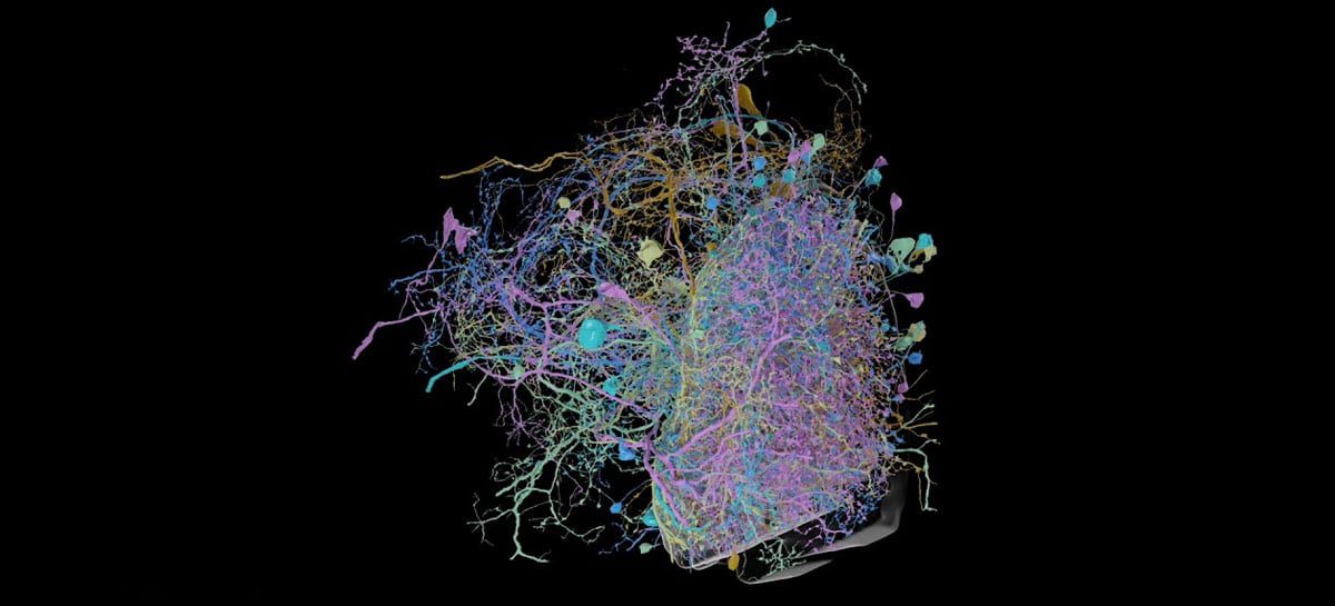 Google ajuda Janelia Research Campus em novo marco no mapeamento de neurônios