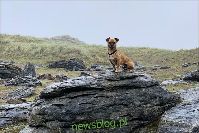 con chó bing trên một tảng đá
