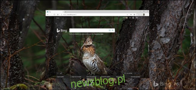 Hình ảnh con chim từ Bing làm nền màn hình hệ thống Windows 10.