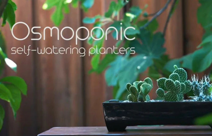 Chậu trồng cây tự tưới nước bằng gốm Osmoponic