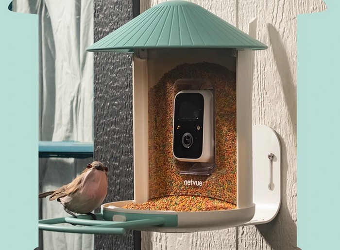 máy ảnh cho chim ăn